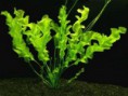 /album/plantas-aquaticas/aponogeton-ulvaceus-jpg/